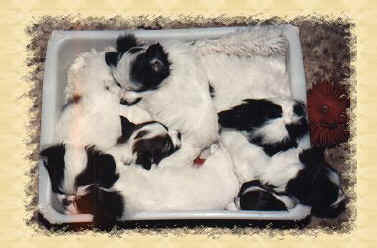 How many puppies?