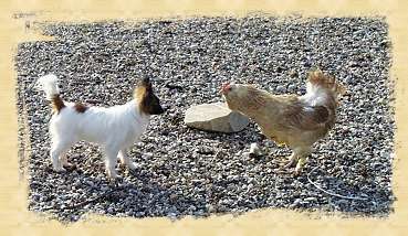 Teddy and the Chicken 